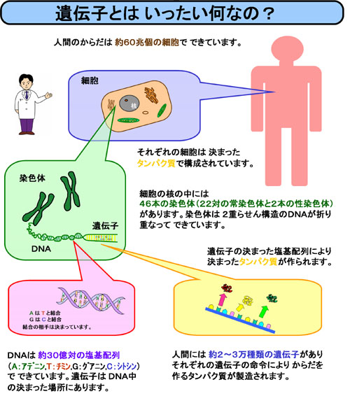遺伝子の説明の図