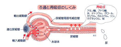 尿細管でのろ過と再吸収の図解