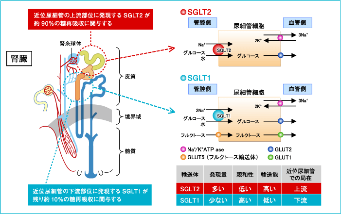 SGLT2阻害薬の作用機序