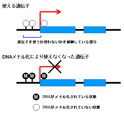 DNAのメチル化による転写抑制の解説図