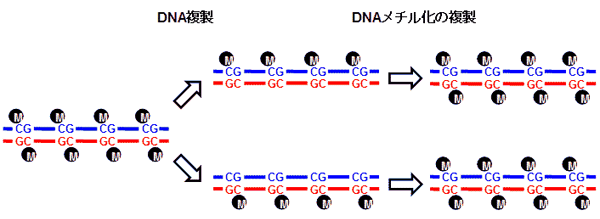 DNAのメチル化の複製