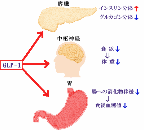 GLP-1の食欲への影響の図示