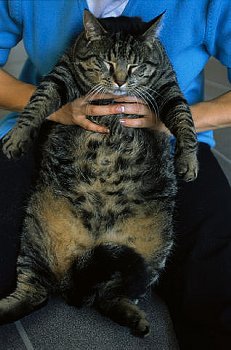 肥満の人の写真