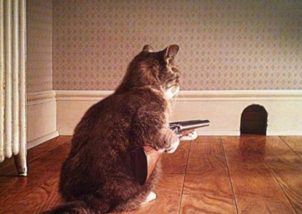 銃を構えてネズミを狙うネコ1