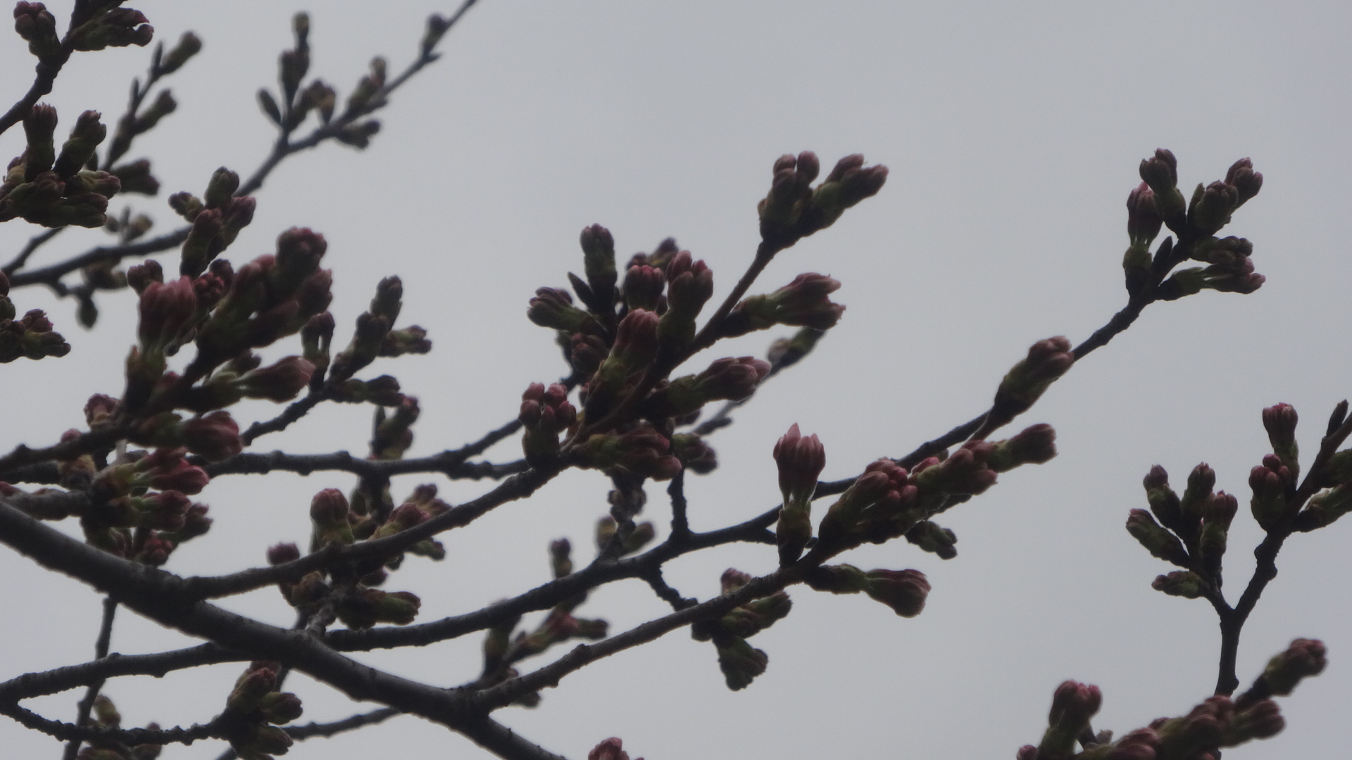 上野公園の桜のつぼみの写真