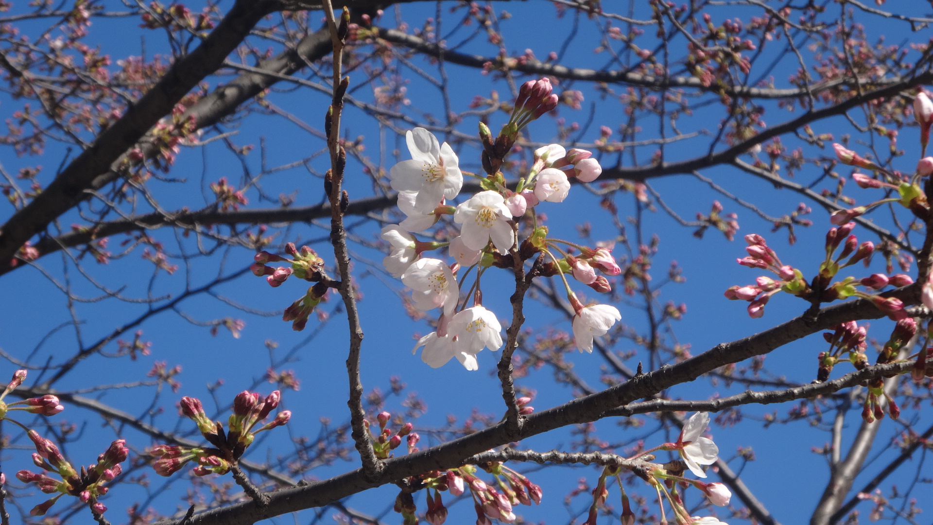 桜川公園の桜の写真