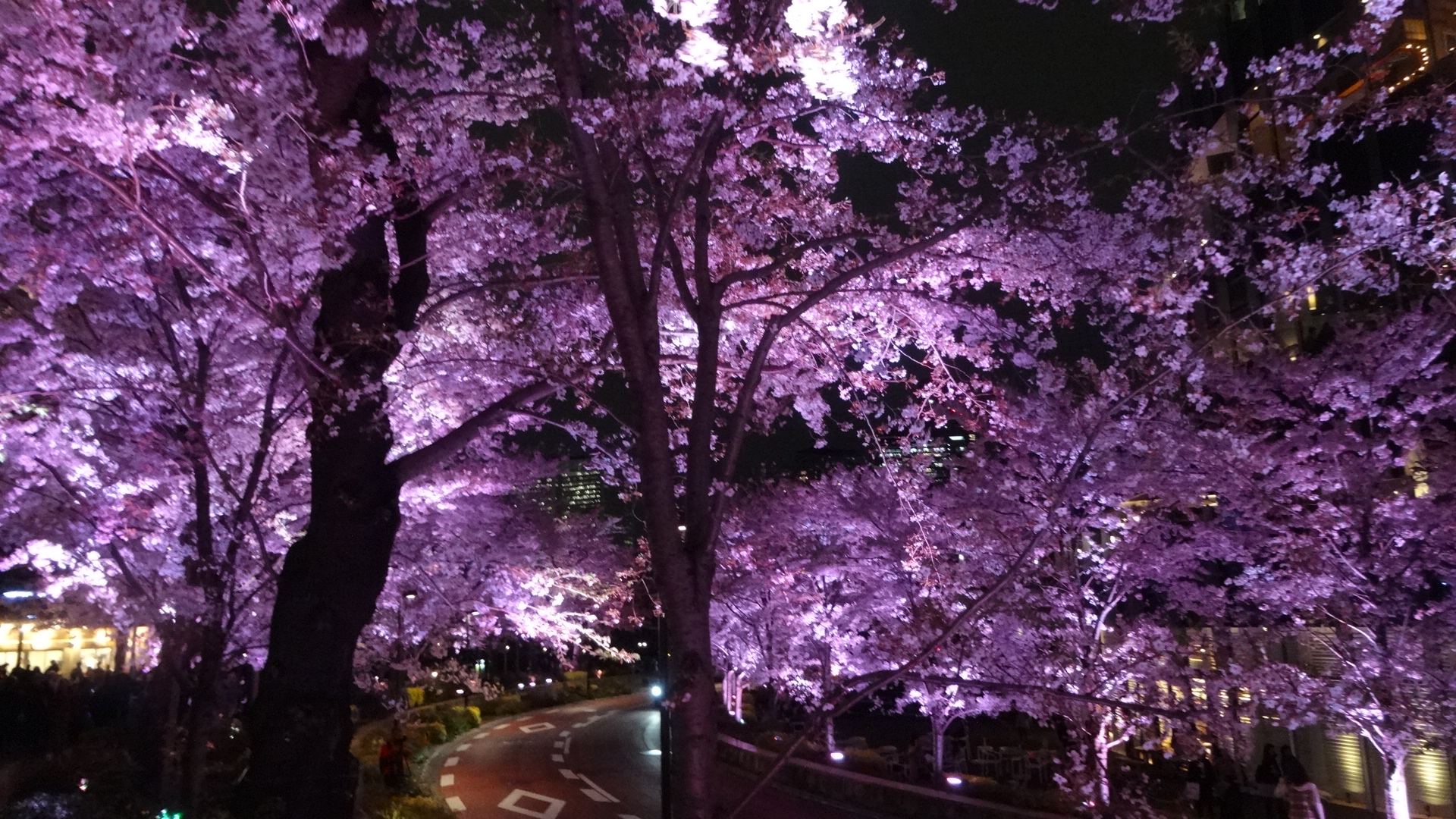 ミッドタウンの夜桜の写真その1