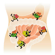 腸内細菌叢は何をしているの？