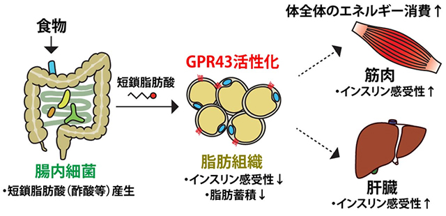 脂肪組織のgpr43の活性化の作用をまとめた図