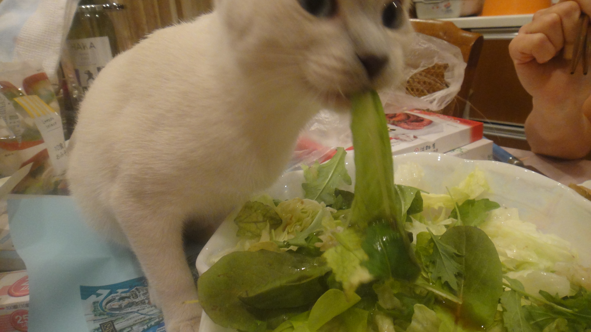 サラダを食べる楓1