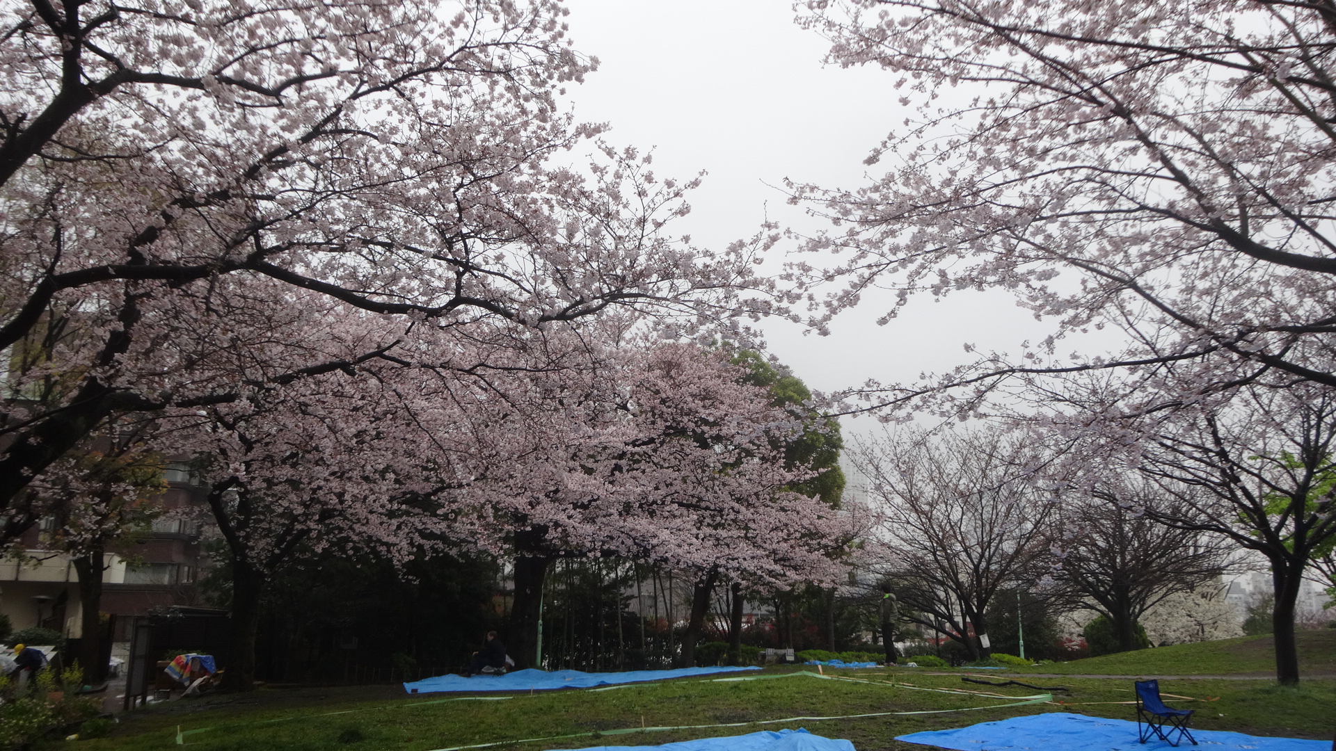 西郷山公園の桜