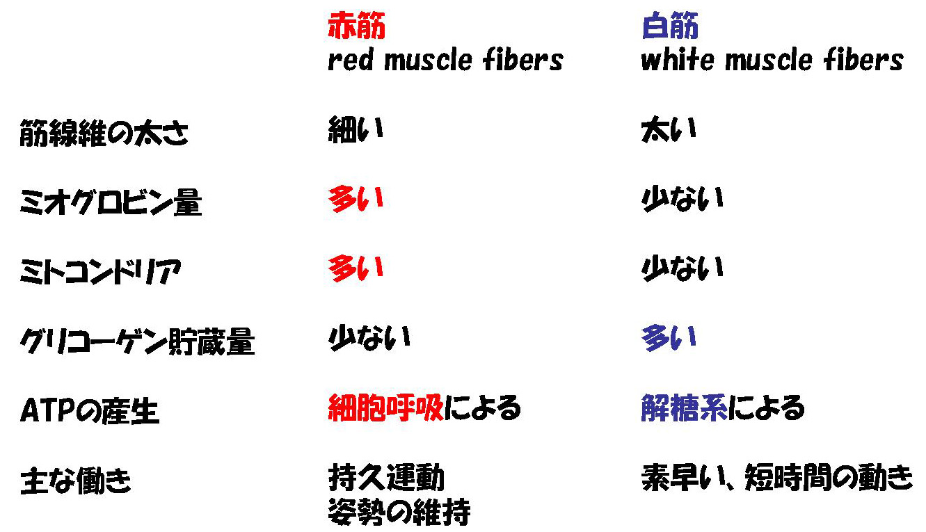 赤筋と白筋の特徴を比較した表