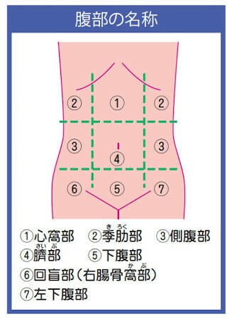 腹部を９つの場所にわけた際の各部の名称を示す図