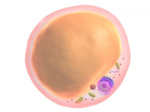脂肪細胞