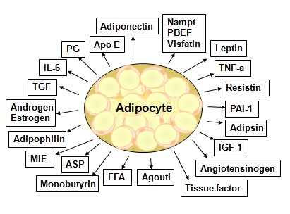 脂肪細胞が分泌する多くの種類のアデイポカイン