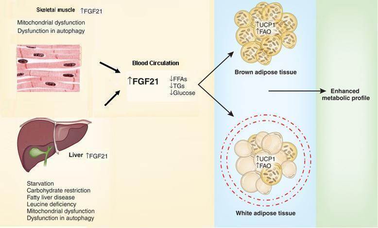 FGF-21のインスリン抵抗性改善作用　脂肪細胞分化促進作用