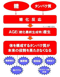 AGEsがタンパク質の機能を障害し老化を誘導することを示す図