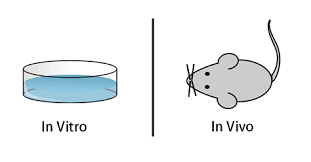 in vovo in vitroの説明図
