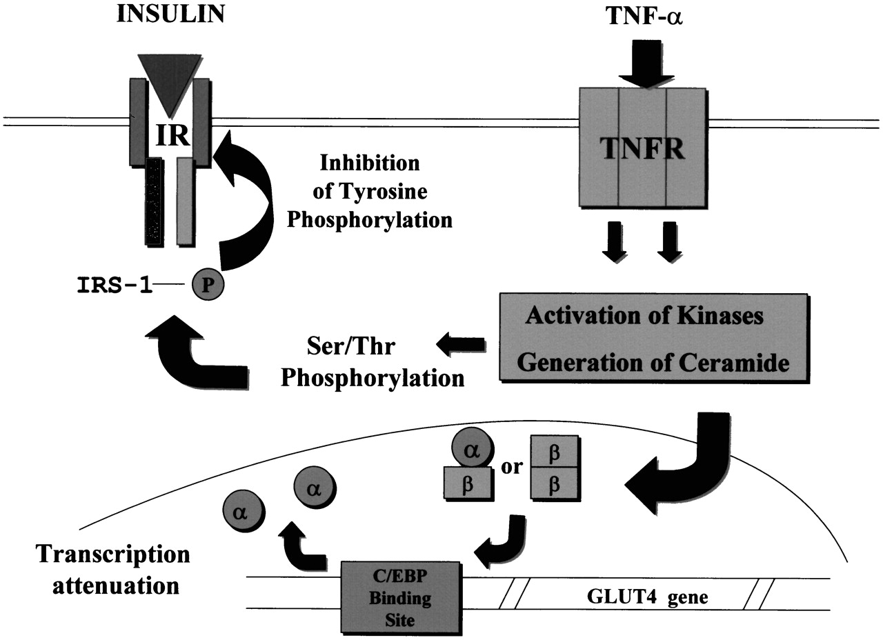 TNFによるインスリン抵抗性誘導機序を示した図