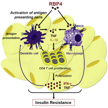 RBP4によるマクロファージ活性化を介したインスリン抵抗性誘導機序を示した図