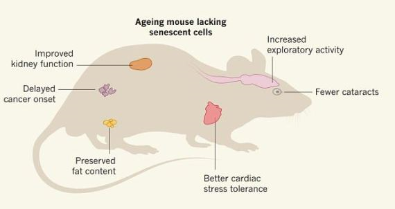 老化細胞除去により得られた様々な効果をまとめた図