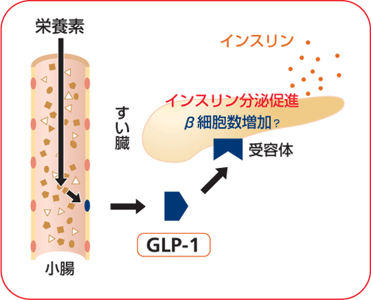 GLP-1の作用をまとめた図