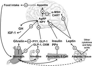 各種消化管ホルモンの脳での食欲制御に及ぼす影響をまとめた図