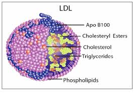 VLDL LDLに含まれるApo B100の図