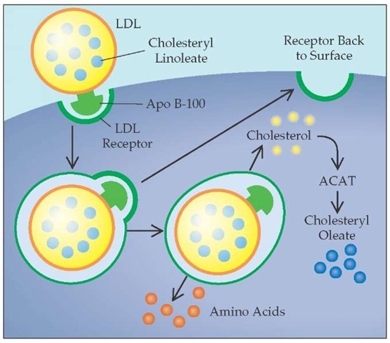 LDL受容体とApo B100の共同作業によるLDL-Cの細胞内への取込みを示した図