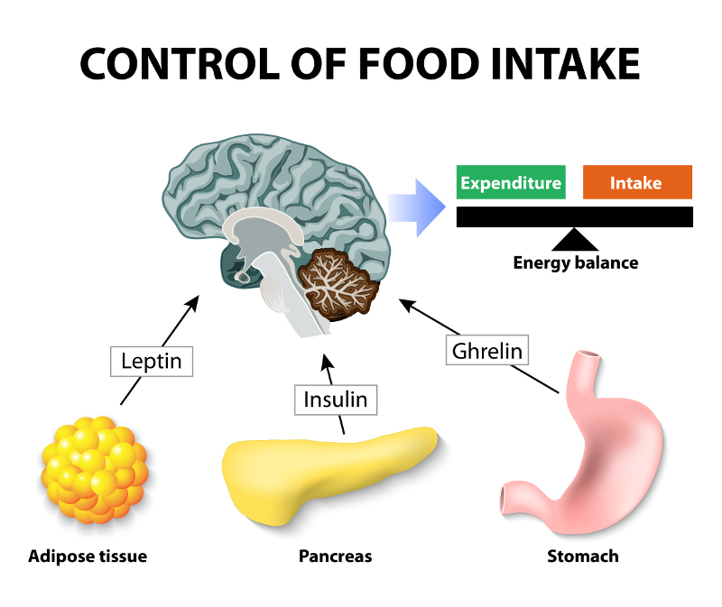 グルコース　レプチンによる食欲制御の説明図