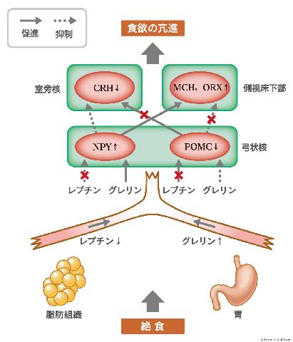 満腹中枢の制御の説明図その２