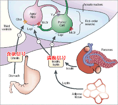 消化管ホルモンによる食欲制御の説明図