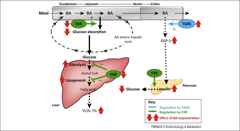 胆汁酸の脂質代謝　糖代謝への作用を示した図