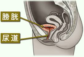 尿道と膀胱の位置関係を示す図