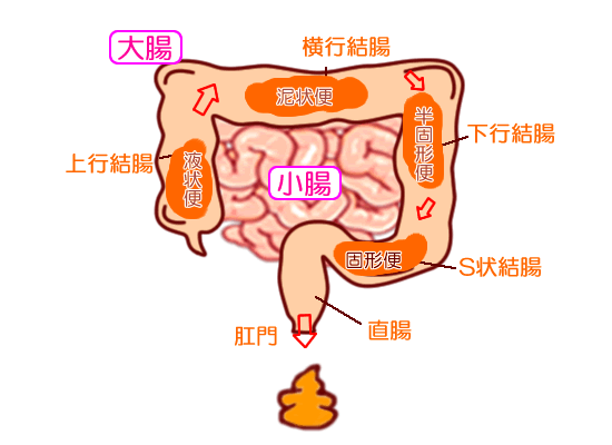 大腸の中で便が形成される過程を示した図