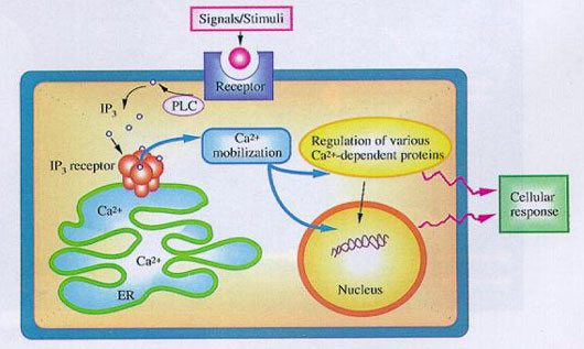 細胞内情報伝達への関与を説明する図