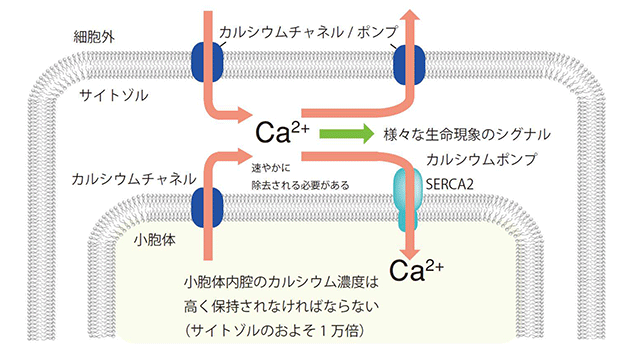 細胞内カルシウム濃度調節への小胞体の関与を示す図