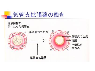 気管支拡張剤の作用を示す図