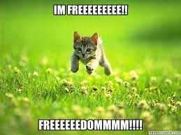 自由！と叫びながら草原を走るネコ
