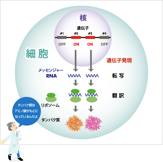 DNAからタンパク質が作られる過程の説明図