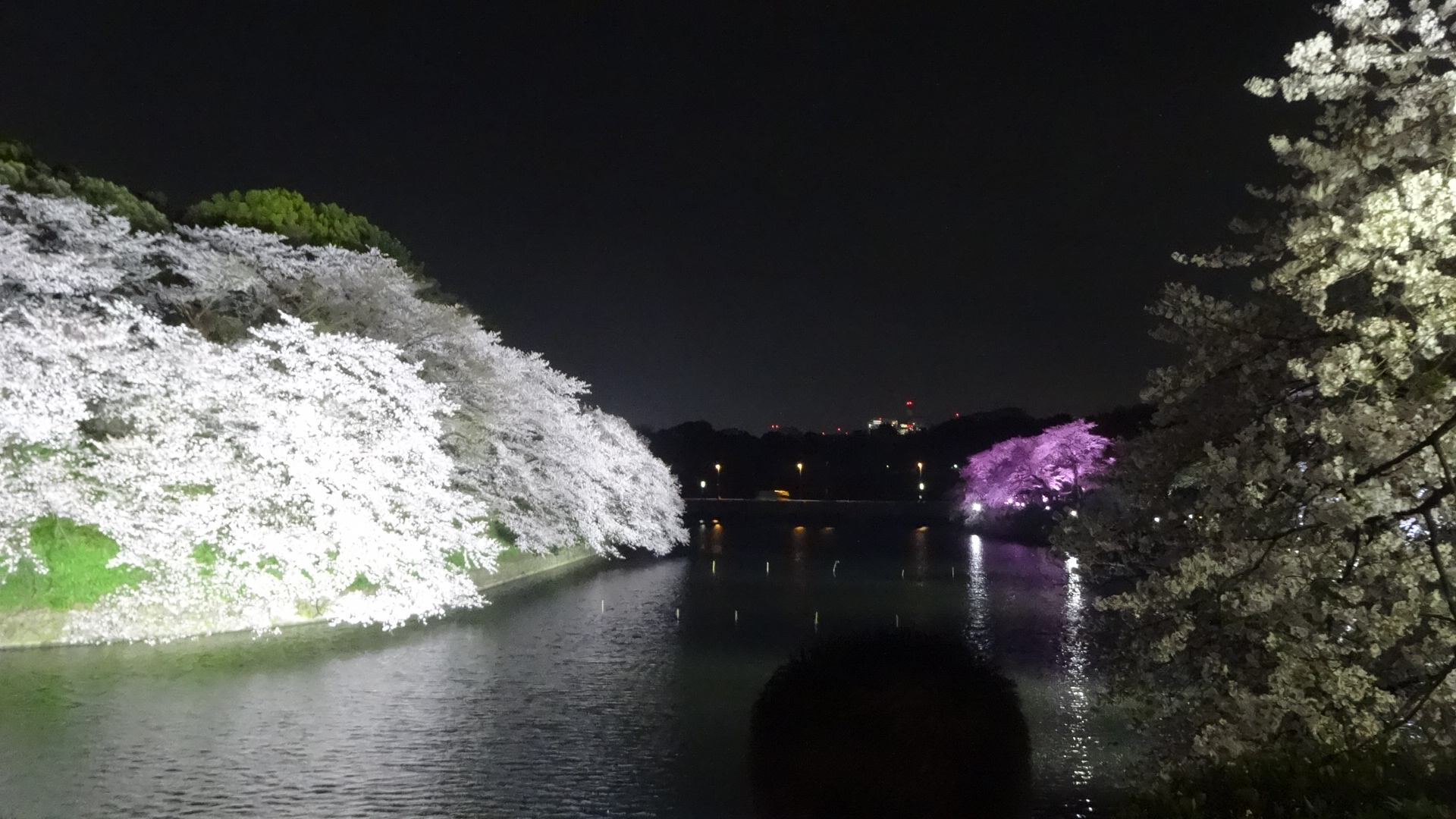 千鳥ヶ淵の夜桜2