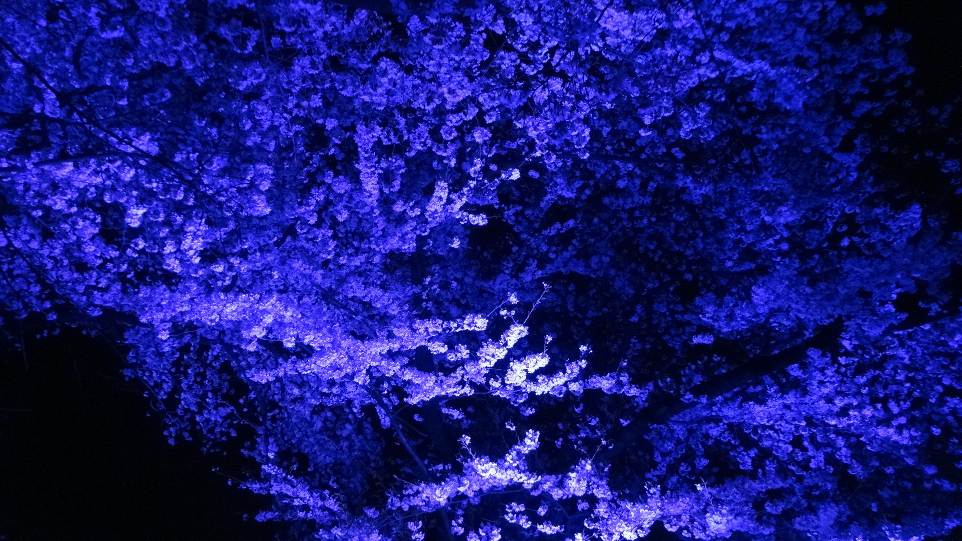 青い光に照らされる桜