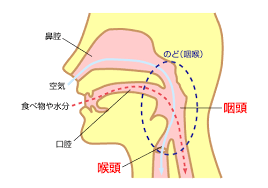 咽頭の詳細を示す図