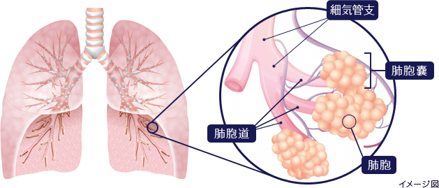 気管支から肺胞に至る部分を詳細に示す図