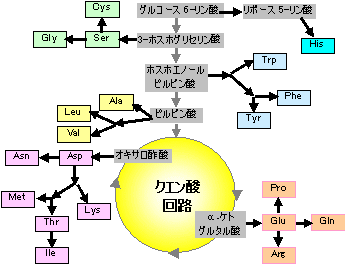 アミノ酸は 　TCA回路の中間代謝体から作られることを示す図