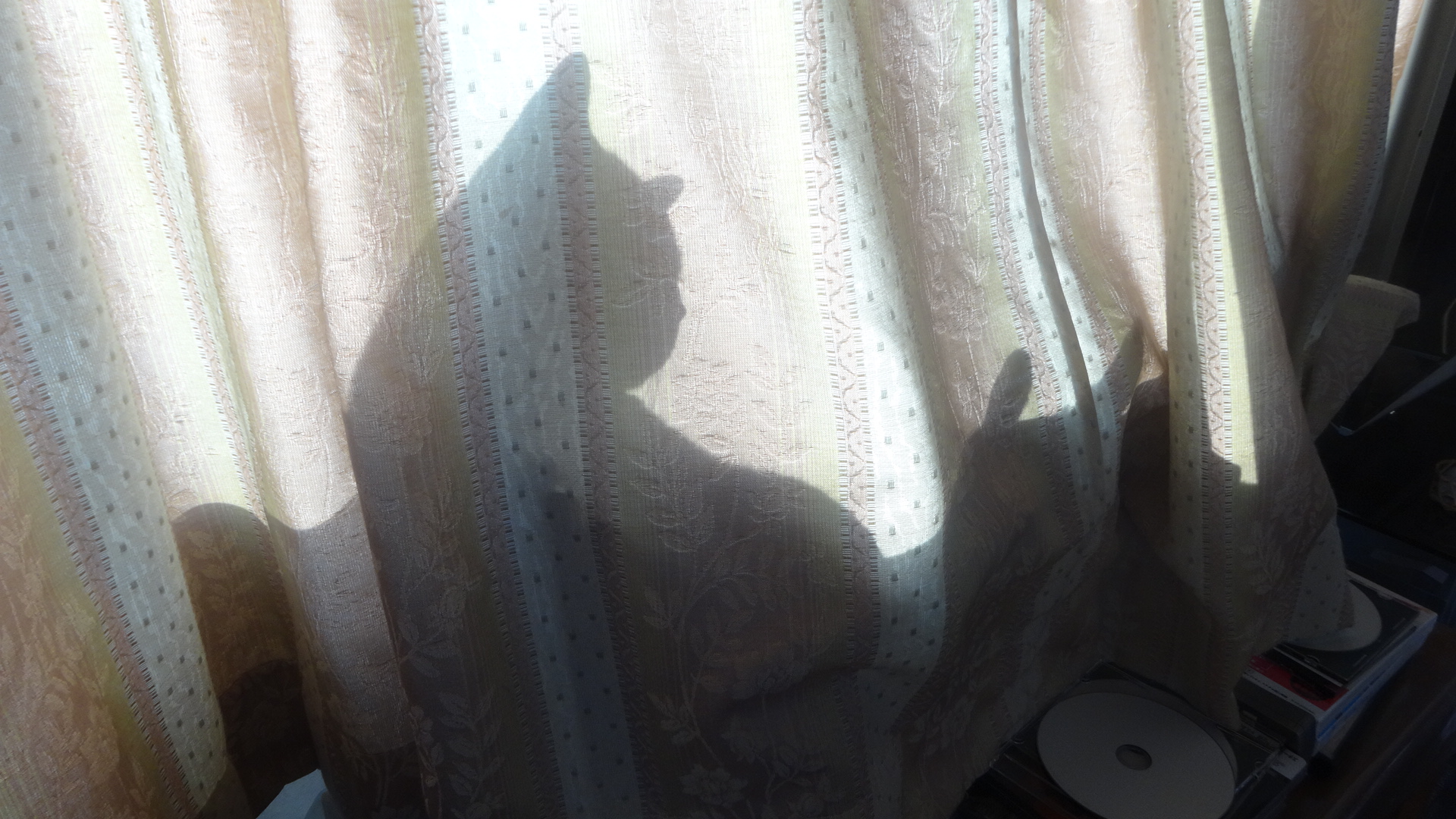 窓際で日光浴するデイジーのカーテンに映ったシルエット姿