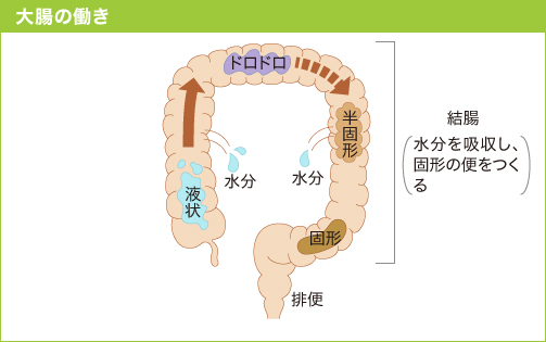 大腸の動きと便の形成の関連を示す図