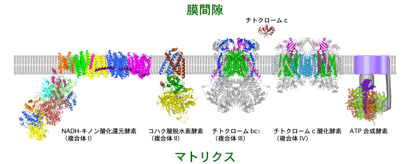 電子伝達系を構成する5種類の酵素複合体
