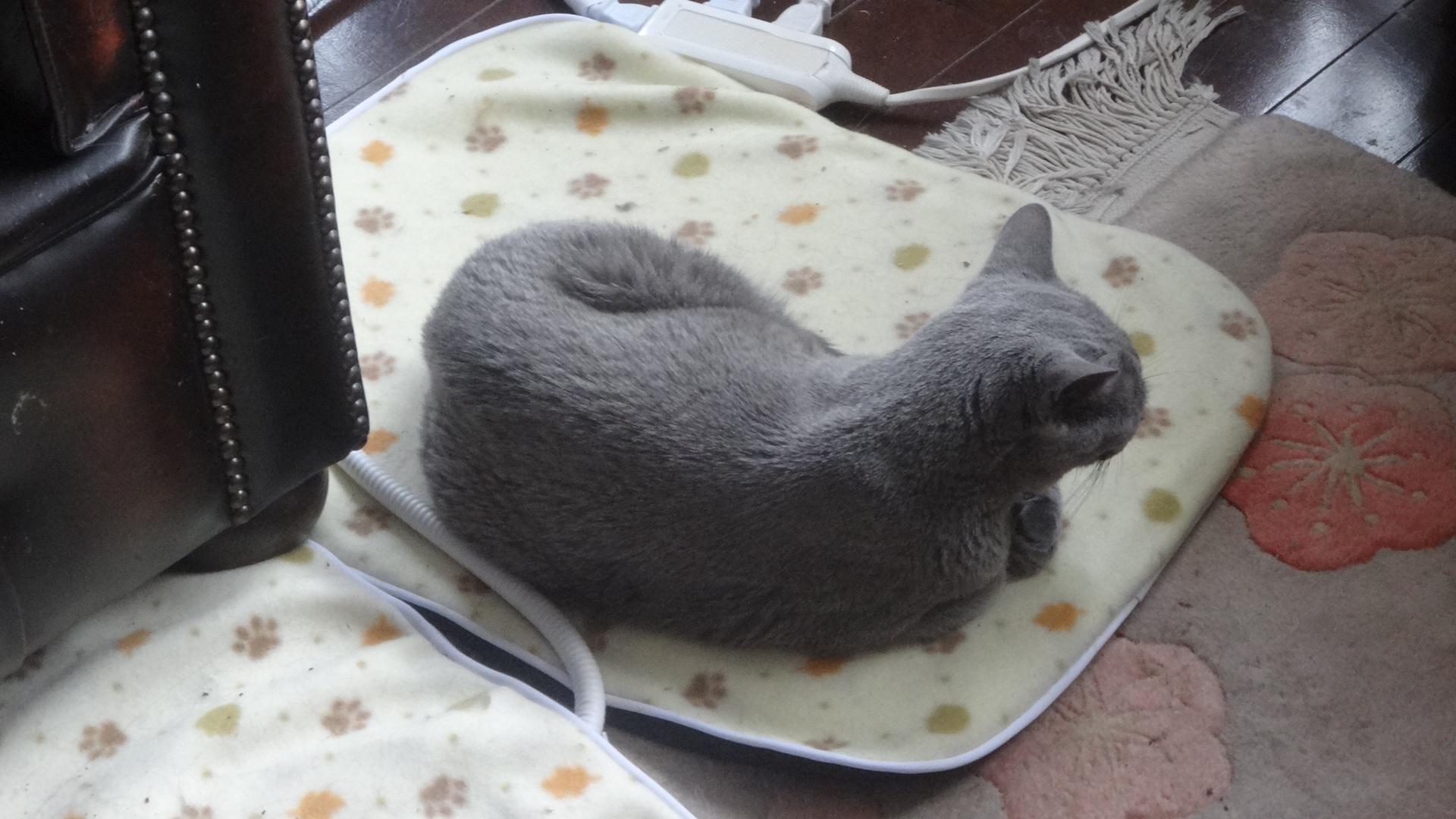 ネコ用ホットカーペットに寝るデイジー