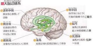 大脳辺縁系とは何ですか?